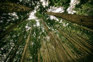 Digitally native brands start as eco-first companies