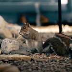 Wildlife Tours for Animal Lovers of All Ages