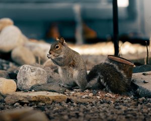 Wildlife Tours for Animal Lovers of All Ages