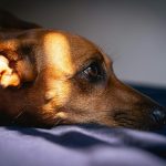 Adaptive Lighting Systems That Mimic Natural Sunlight Indoors