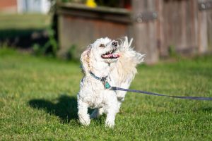 Pet Boarding Tips Before Leaving for Vacation