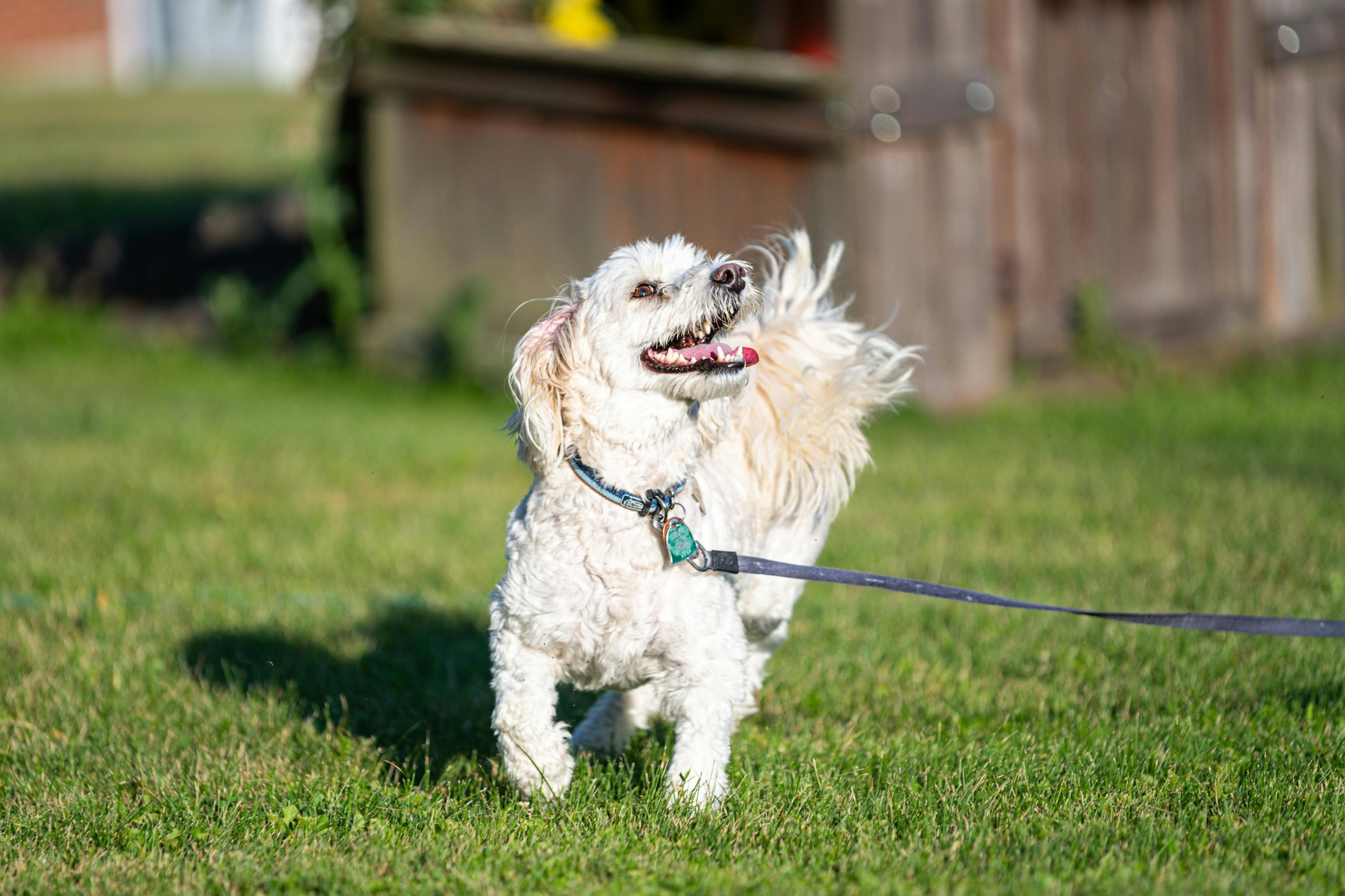 Pet Boarding Tips Before Leaving for Vacation