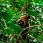 Exploring the World’s Rarest and Most Exotic Cars