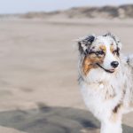 Pet-Friendly Destinations That Go Beyond Basic Amenities