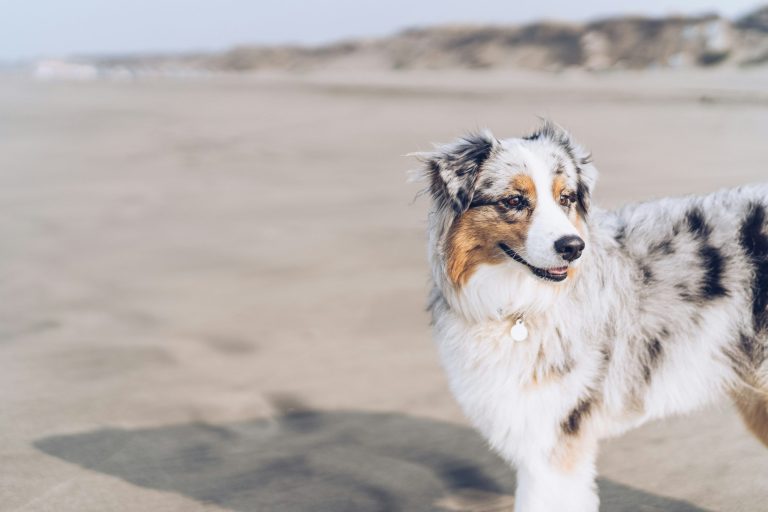 Pet-Friendly Destinations That Go Beyond Basic Amenities